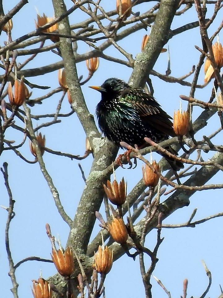 European Starling by U. S. Fish and Wildlife Service - Northeast Region is marked with CC PDM 1.0